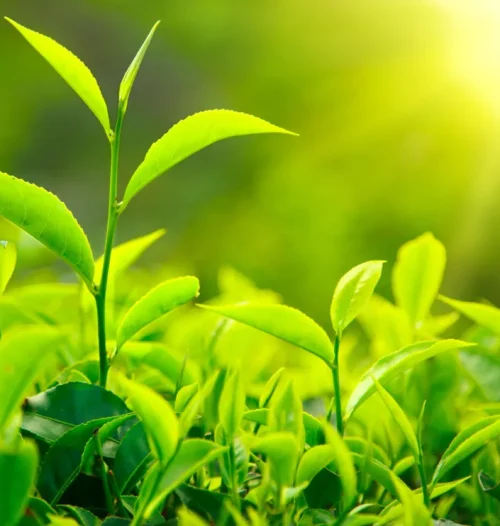 /Assam Chai Patti History, Processing, Types, and Health Benefits