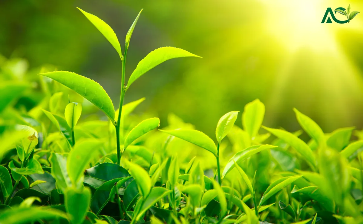 /Assam Chai Patti History, Processing, Types, and Health Benefits