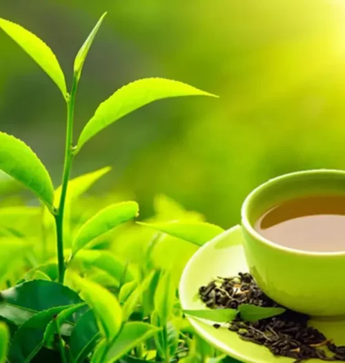 From Garden to Cup Discover the Rich Flavor of Assam Tea