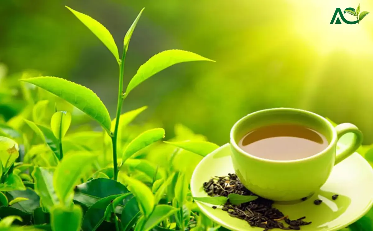 From Garden to Cup Discover the Rich Flavor of Assam Tea
