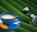 Why Assam Chai Patti Deserves a Spot in Your Daily Routine