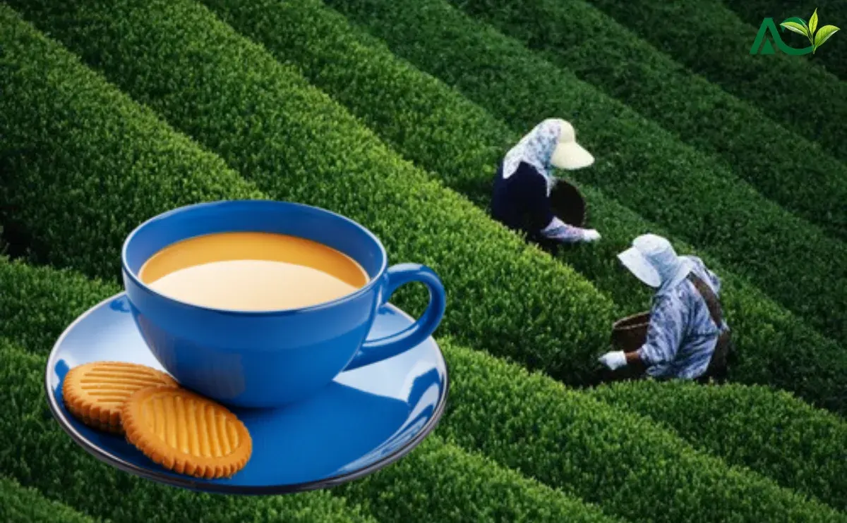 Why Assam Chai Patti Deserves a Spot in Your Daily Routine